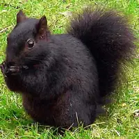 Serendipity Of The Black Squirrel