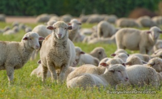 Sheep, Flock, Livestock, Animal