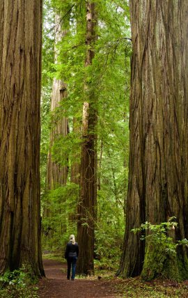 A walk among redwood trees