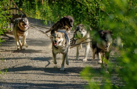 Alaskan Sled Dogs Running
