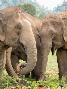 Elephant Nature Park Thailand-16